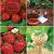 S32 Fragaria (4x15) x 60