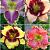 S32 Hemerocallis C (4x12) x 48