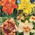 S32 Hemerocallis Double A (4x12) x 48