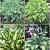 S32 Hosta A (4x15) x 60