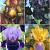 S32 Iris Germanica A (4x15) x 60