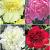 S32 Paeonia A (4x12) x 48