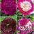 S32 Paeonia B (4x12) x 48