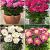 S32 Pots Paeonia (4x12) x 48