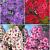 S32 Phlox A (4x15) x 60
