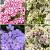 S32 Phlox B (4x15) x 60