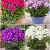 S32 Pots Phlox (4x15) x 60