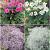 S32 Incarvillea - Gypsophylla (4x15) x 60