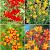 S15 Crocosmia (1x100,3x200)