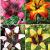 S32 Lilium Asiatic Bi-Color (4x30) x 60