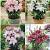 S32 Lilium Pot Oriental (4x30) x 60