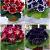 S24 Gloxinia B (4x40)