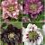 S32 Helleborus Double Ellen 1 (4x15) x 60