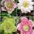 S32 Helleborus Double Ellen 2 (4x15) x 60