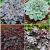 S32 Heuchera (4x12) x 48