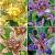S32 Tricyrtis (4x15) x 60