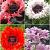 S32 Papaver Ruffles (4x15) x 60