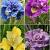 S32 Iris Siberica (4x15) x 60