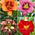 S32 Hemerocallis B (4x12) x 48