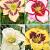 S32 Hemerocallis A (4x12) x 48