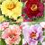 S32 Paeonia Itoh (4x12) x 48