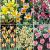 S15 Tulipa Specie (6x100)