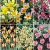 S15 Tulipa Specie (6x100)