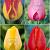S15 Tulipa Darwin A (4x100)