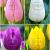 S15 Tulipa Single Early A (4x100)