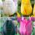 S15 Tulipa Triumph A (4x100)