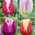 S15 Tulipa Triumph B (4x100)