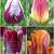 S15 Tulipa Triumph C (4x100)