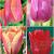 S15 Tulipa Triumph E (4x100)