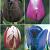 S15 Tulipa Single Late A (4x100)