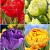 S15 Tulipa Double A (4x100)