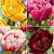 S15 Tulipa Double B (4x100)