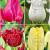 S15 Tulipa Fringed A (4x100)