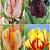 S15 Tulipa Parrot B (4x100)