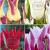 S15 Tulipa Lily-Flowering A (4x100)
