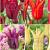 S15 Tulipa Lily-Flowering B (4x100)