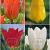 S15 Tulipa Fosteriana A (4x100)
