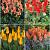 S15 Tulipa Rockery A (4x100)