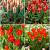 S15 Tulipa Rockery B (4x100)