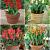 S15 Tulipa Patio (4x100)