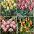 S15 Tulipa Rockery C (4x75)