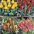 S15 Tulipa Rockery D (4x75)