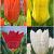 S15 Tulipa Fosteriana B (4x75)