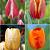 S15 Tulipa Darwin B (4x75)