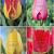 S15 Tulipa Darwin C (4x75)