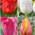 S15 Tulipa Darwin D (4x75)